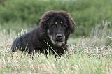 DOGUE DU TIBET 843